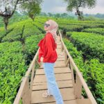 kebun teh wonosari